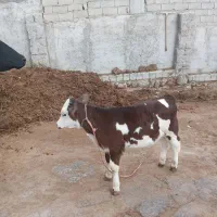 گاو شیری با گوساله ماده سیمینتال|حیوانات مزرعه|مشگین شهر, |دیوار