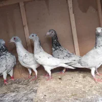 کبوتر طوقی و سار  موقعیت بجنورد|پرنده|بجنورد, |دیوار