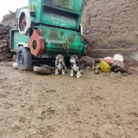 توله عراقی پژدر