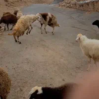 بره قوچ  شیشک افشار بره ماده