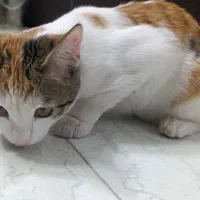 گربه|گربه|تهران, شهران شمالی|دیوار