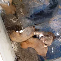 6عدد توله سگ