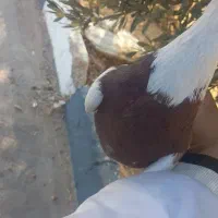 کفتر|پرنده|صدرا-فارس, فاز ۱|دیوار