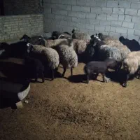 میش بره دار