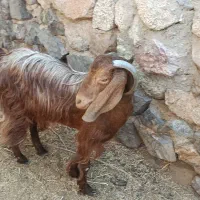 دو عدد بز پاکستانی|حیوانات مزرعه|جیرفت, |دیوار