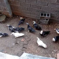 11 عدد اردک اسرائیلی