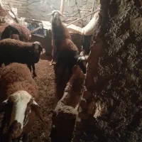 میش و بره قوچ شیشک