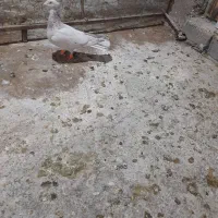 نر کوهی کاکولی|پرنده|شوشتر, |دیوار