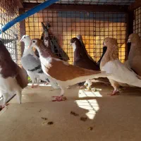 کبوتر|پرنده|شیراز, کوشک میدان|دیوار