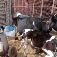 یک راس گاو شکم اول با گوساله