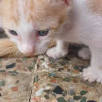 گربه کوچولو