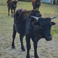 گاو|حیوانات مزرعه|بندر انزلی, بشمن|دیوار