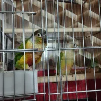 جفت گرینچیک شرط مولد