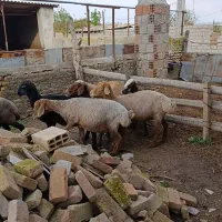 6راس گوسفند مایه کرده آبستن|حیوانات مزرعه|سیمین شهر, |دیوار