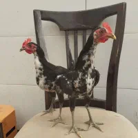 راهنمایی درباره خروس لاری