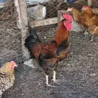 فروش خروس محلی