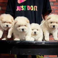 چاوچاو چمپیون