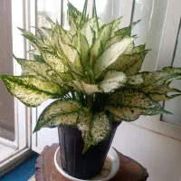 گل و گیاه طبیعی