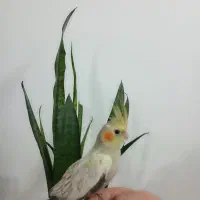 عروس هلندی