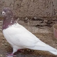 تعدادی کبوتر خاص قیمت مناسب
