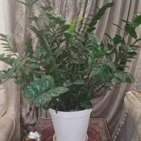 گل و گیاه