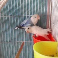 کوتوله خرگوش عروس هلندی