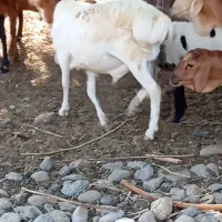 سلام تعدادی بره خوچ سمالی|حیوانات مزرعه|بند زرک, |دیوار