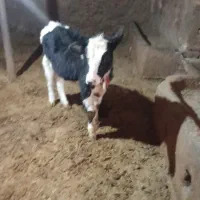 600000|حیوانات مزرعه|تاکستان, |دیوار