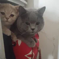 2 تا گربه ۲ ماهه نر بریتیش وارداتی