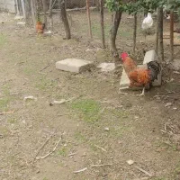 خروس اصیل گلپایگانی|حیوانات مزرعه|صومعه‌سرا, |دیوار