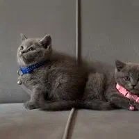 واگذاری بچه گربه نژاددار