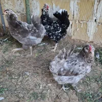 مرغ گلین ،طوسی ریشی چهل تاج تخم گذار