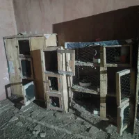 قفسه بندی مجانی.متن بوخون|پرنده|رفسنجان, |دیوار