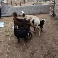 دوراس میش دوقلو یکی تک قل|حیوانات مزرعه|سیمین شهر, |دیوار