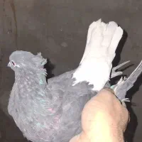 سیاه دم سفید کاکل میخ یک جفت مطلق تخت دم سفید