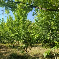 خونه کلنگی
