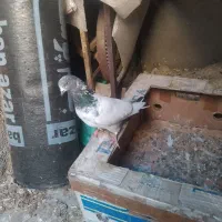 سپه|پرنده|اردبیل, |دیوار