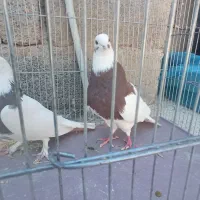 ماده طوقی|پرنده|ماهان, |دیوار