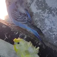 معاوضه مرغ عشق پروانه ایی با سره نر|پرنده|شهریار, شهرک امیریه|دیوار