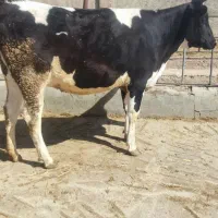 گاوتلیسه ابسن