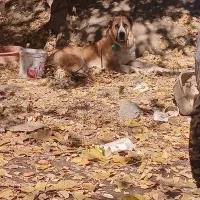 واگذاری ماده خراسانی|سگ|کوهسار (البرز), |دیوار