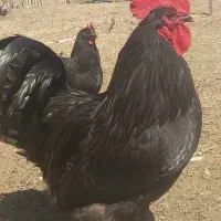 خروس استرالوپ