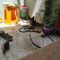 سگ هاسکی پاکوتاه