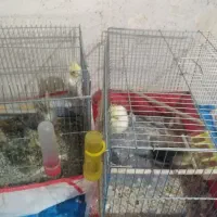 پرنده