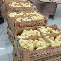انواع شتر مرغ و گوشتی راس ۳۰۸ و بوقلمون