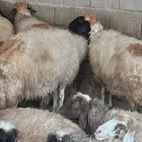 گوسفندداشتی جوان