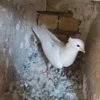 نر کمخال کفتر|پرنده|بروجرد, |دیوار