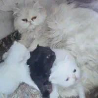 گربه پرشین|گربه|تبریز, |دیوار