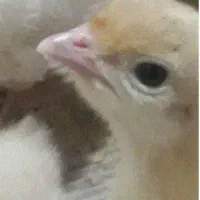 جوجه بوقلمون بیوتی