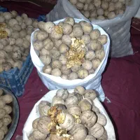 25 کیلو گردو به قیمت ۴۰۰کیلویی